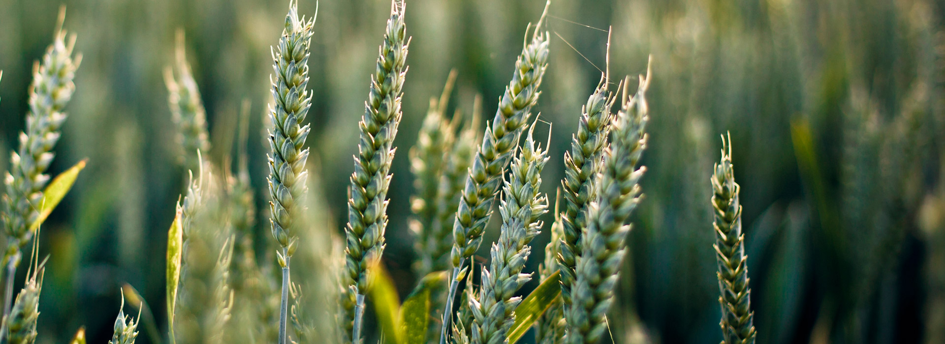 突破发展瓶颈的免费ddos平台攻击